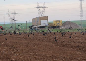 Kargalar tarlaları mesken tuttu