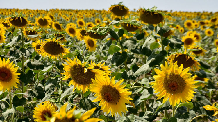 Yağış olmazsa ayçiçeğinde rekolte kaybı oluşur
