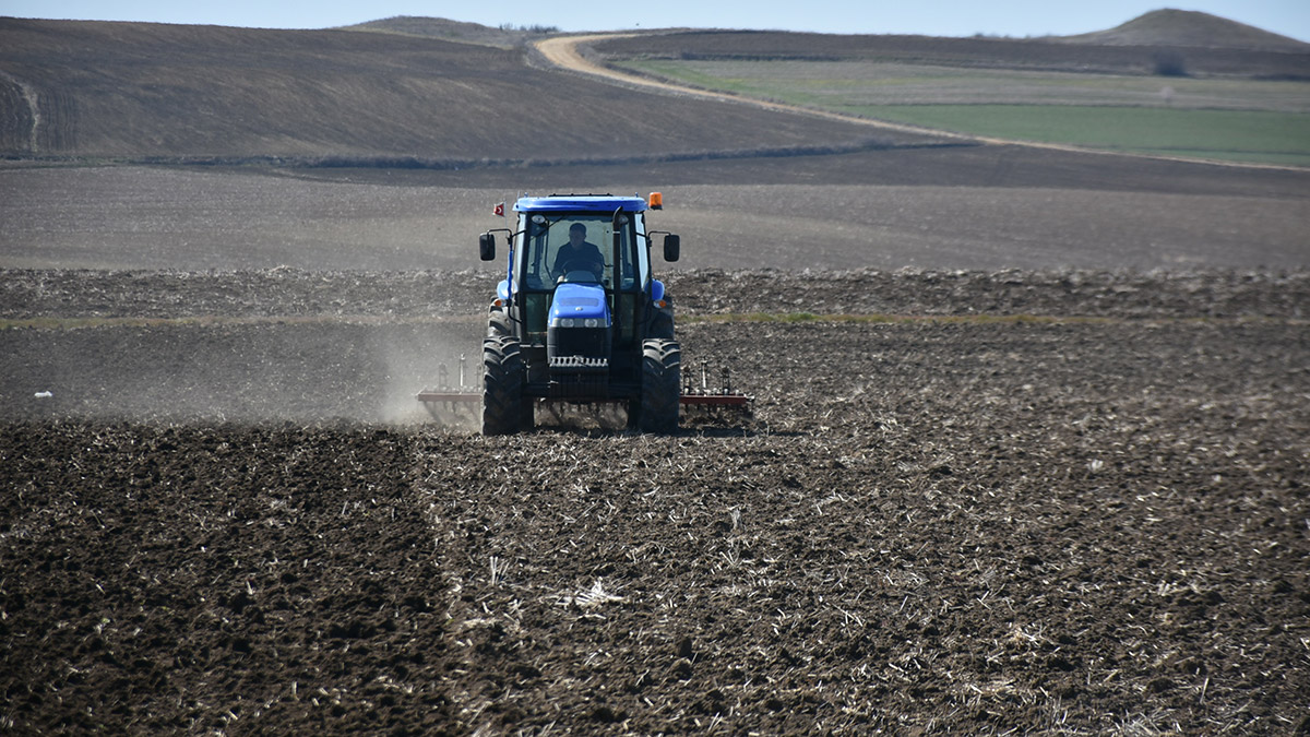 Yağış azlığı ayçiçeğinde rekolte kaybına yol açar