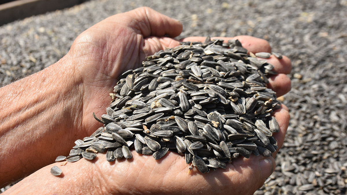 Trakya Yağlı Tohumlar Tarım Satış Kooperatifleri Birliği (Trakya Birlik) Başkanı Şafak Kırbiç, Yağış azlığının özellikle ayçiçeğinde rekolte kaybına yol açabileceği uyarısında bulundu.