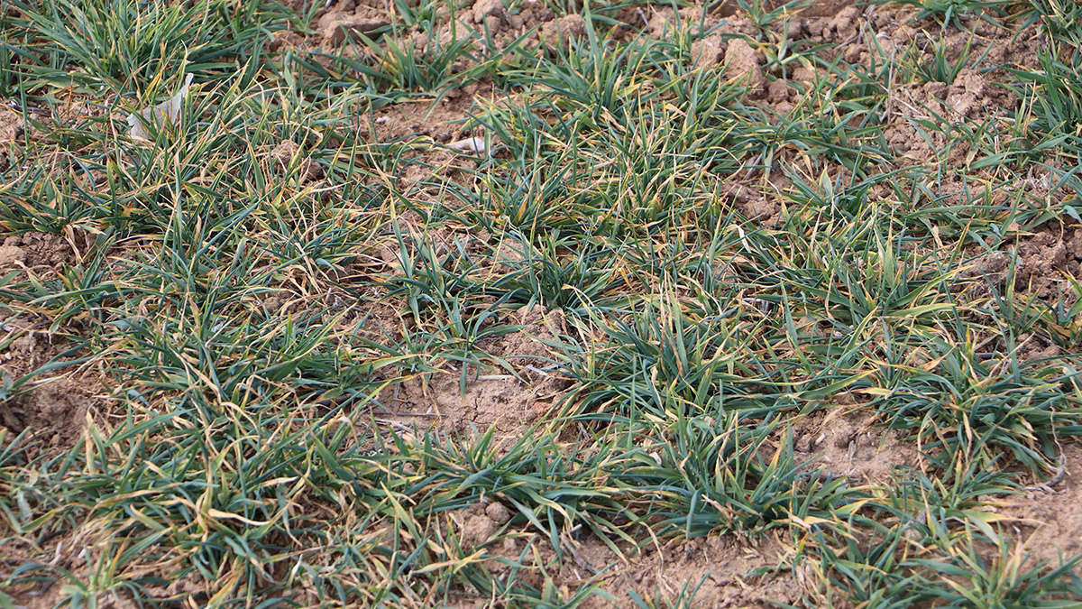 Trakya Tohumcular Derneği (TRAKTOD) Başkanı İbrahim Toruk, ülkede yaşanan kuraklığa değinerek, özellikle Trakya'da üründe verim kaybı olacağını belirtti.