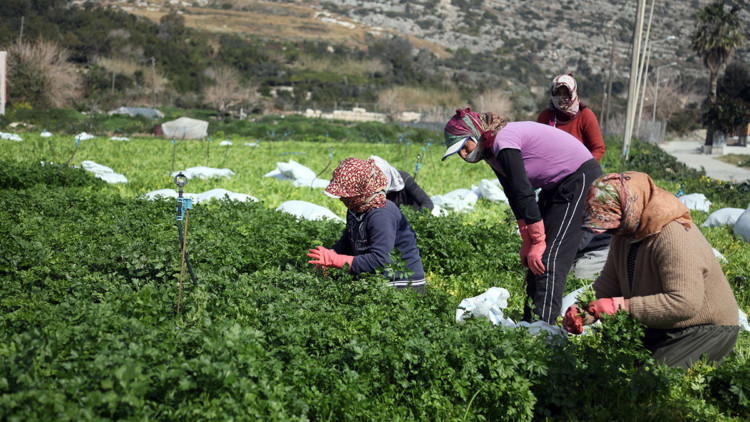 Hatay'da iş yeri zarar görmeyen üreticiler çalışıyor