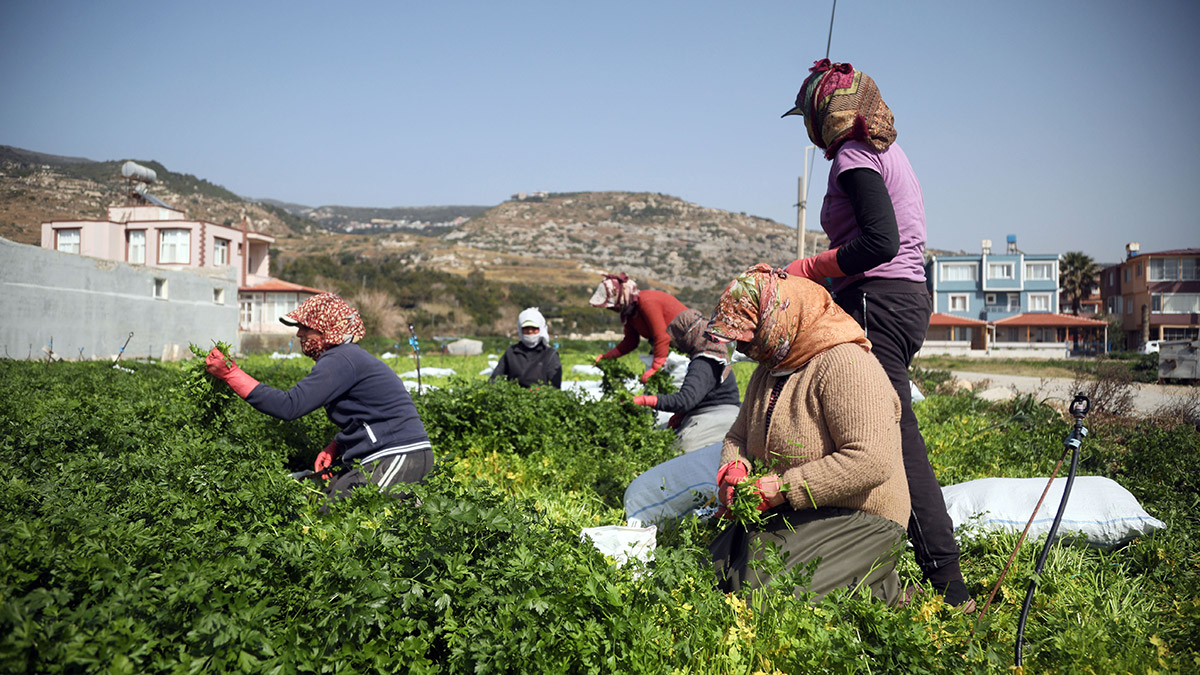 Hatay'da iş yeri zarar görmeyen üreticiler çalışıyor