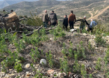 Türkiye'nin en büyük orman yangınında zarar gören araziler yeşeriyor