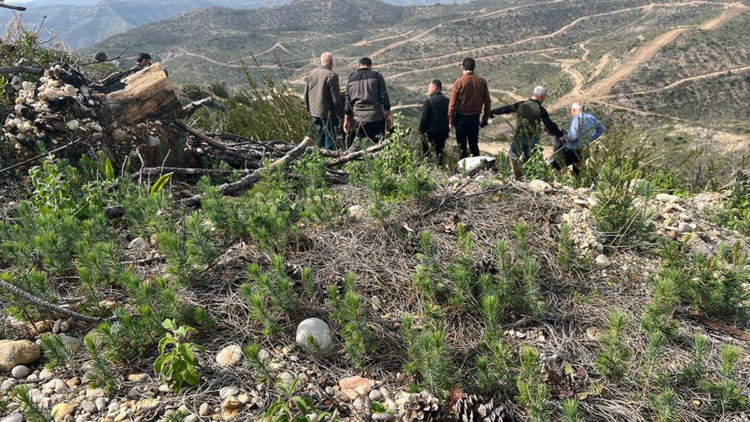 Türkiye'nin en büyük orman yangınında zarar gören araziler yeşeriyor