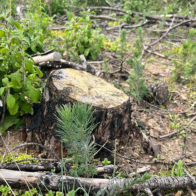 Türkiye'nin en büyük orman yangınında zarar gören araziler yeşeriyor