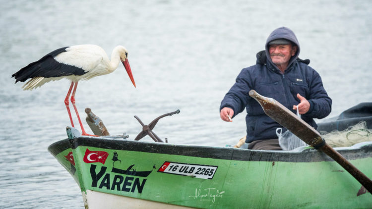 Yaren leylek Eskikarağaç Leylek Köyü'ne 12'nci kez geldi
