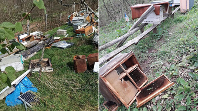 Bartın’da kovanlara ayı saldırdı; 5 bin arı öldü