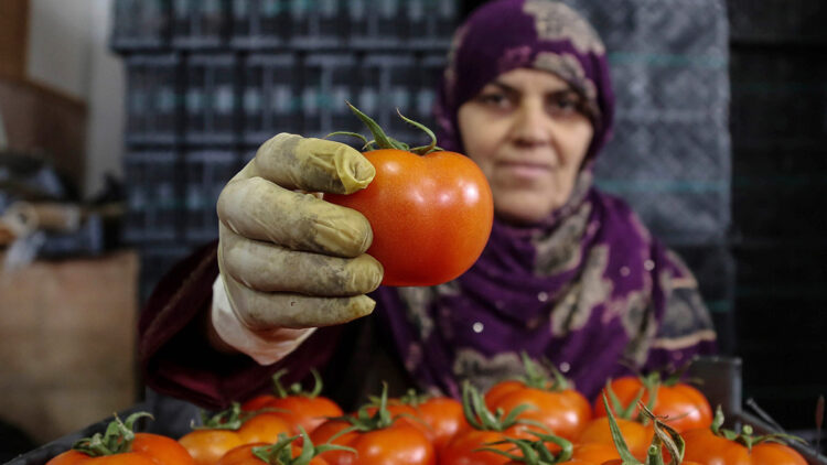 Batı Akdeniz'de ihracatın kralı domates ve biber oldu