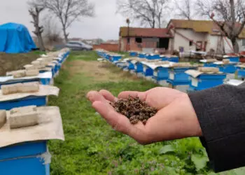 Bursa'da toplu arı ölümleri
