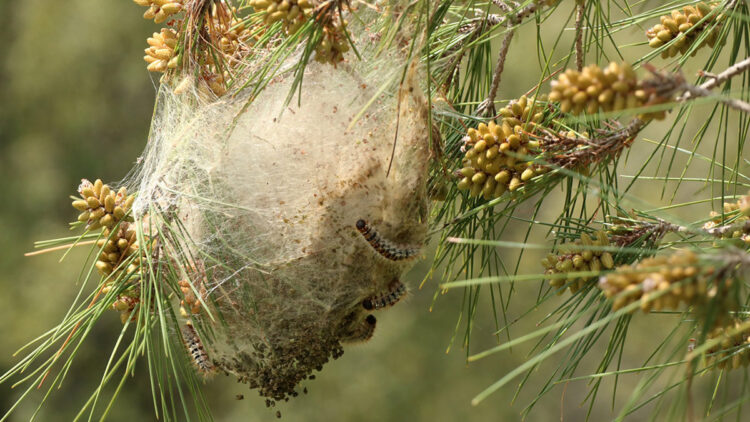 Çam kesesi böceklerine karşı beşli mücadele