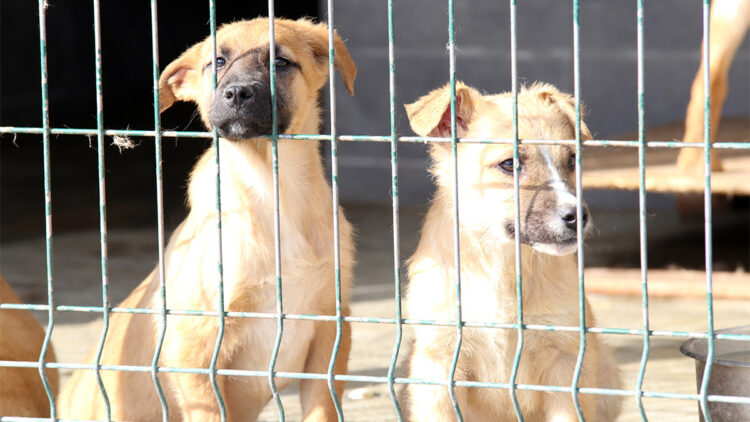 7 bin 63 sokak hayvanı tedavi edildi