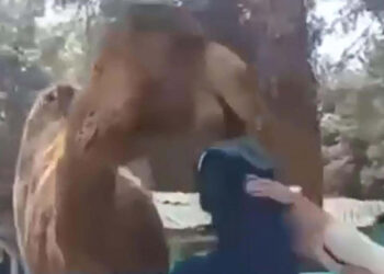 Denizli'de devenin, çocuğu ısırdığı anlar kamerada