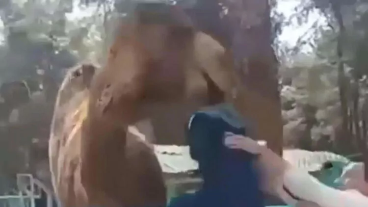 Denizli'de devenin, çocuğu ısırdığı anlar kamerada
