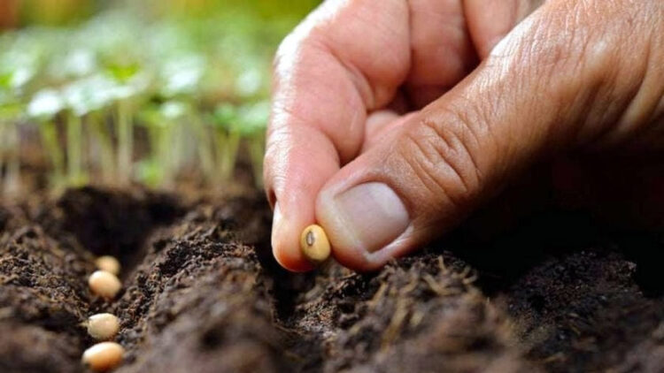 Deprem bölgesinde sertifikalı tohum desteği artırıldı