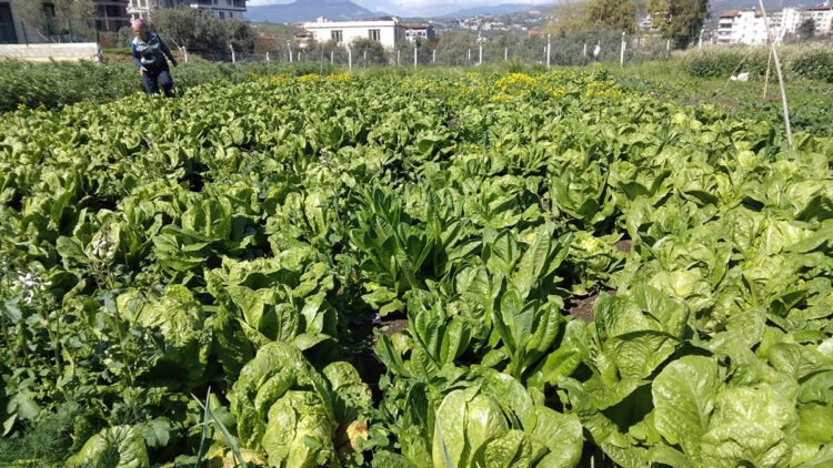Depremzede üreticiden 'Ürünlerimizi alın' çağrısı