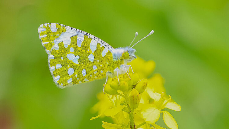 Diyarbakır'da kelebek göçü başladı