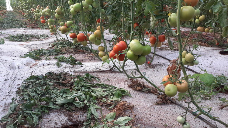 Erdemli'de dolu yağışı çiftçiyi vurdu
