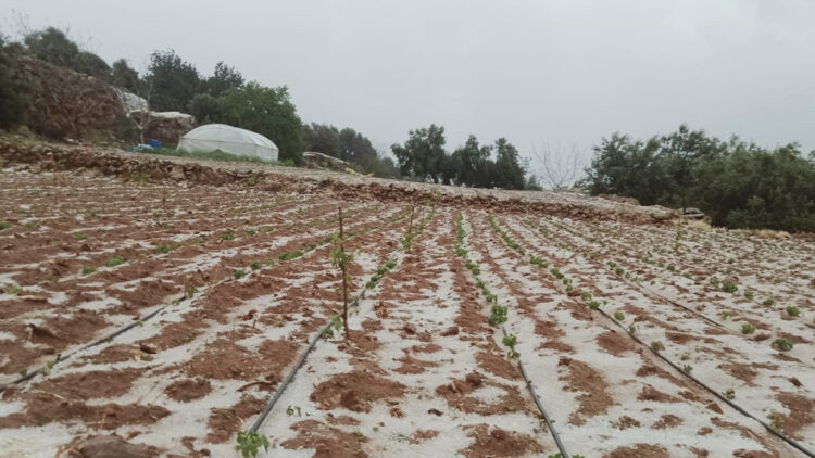 Erdemli'de dolu yağışı ekili alanlara zarar verdi