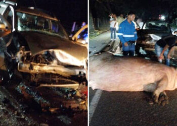 Escobar'ın su aygırı trafik kazasında öldü