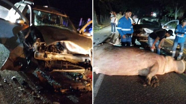 Escobar'ın su aygırı trafik kazasında öldü