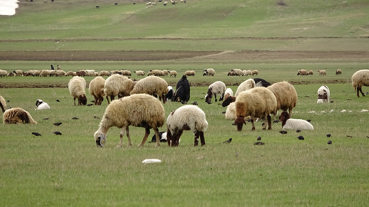 Hakkari'de yeşeren meralar koyun sürüleriyle şenlendi