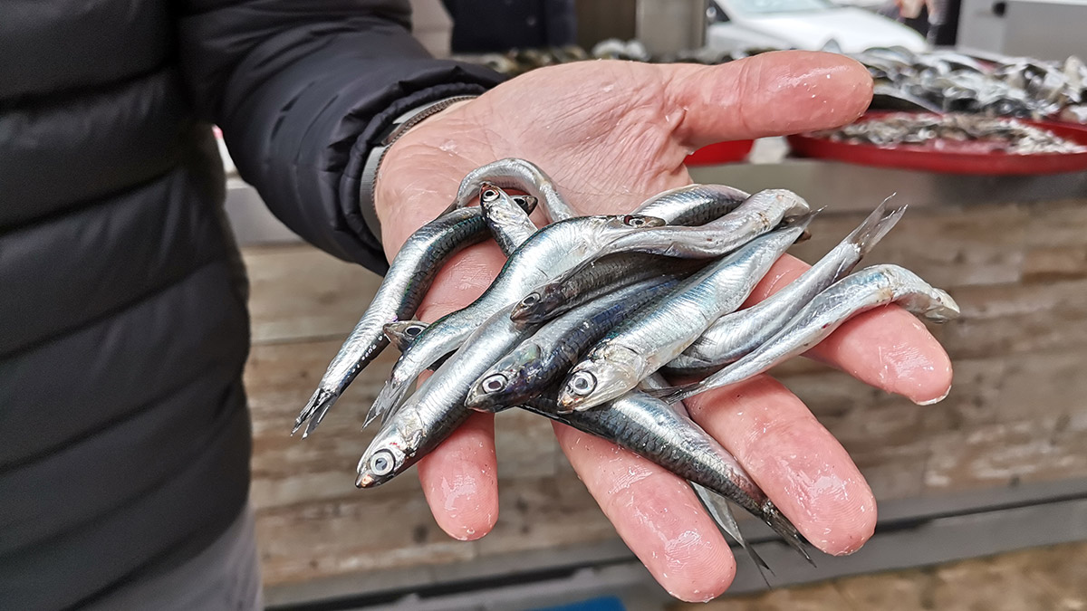 Hamsi, Türk somonunun yemi oldu