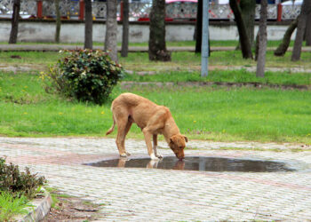 Havsa'da kaybolan sokak köpekleri için suç duyurusu