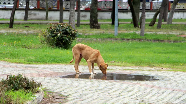 Havsa'da kaybolan sokak köpekleri için suç duyurusu
