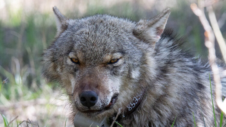 İnsan- kurt çatışması artıyor