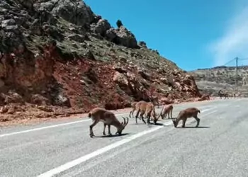 Kara yoluna inen yaban keçileri görüntülendi