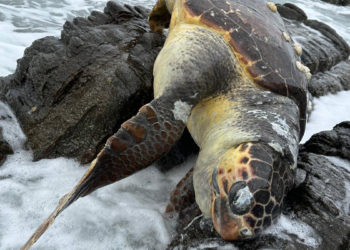 Kayalıklarda ölü caretta caretta bulundu