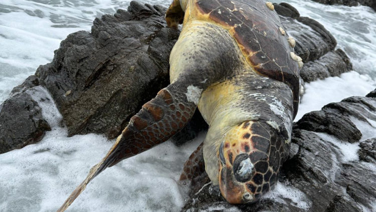 Kayalıklarda ölü caretta caretta bulundu