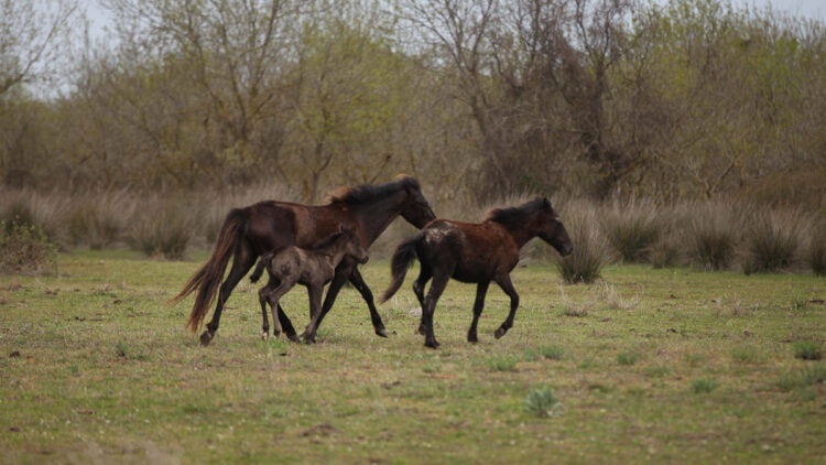 Kızılırmak Deltası’nın yılkı atları