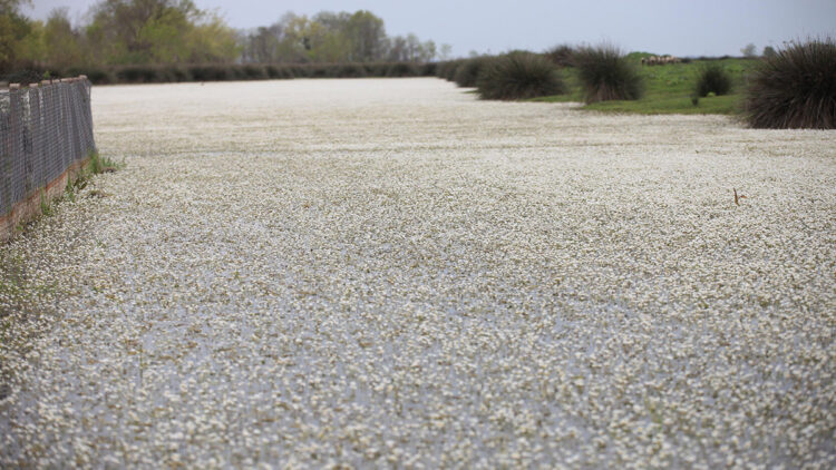 Kızılırmak Nehri'ni su düğün çiçekleri kapladı