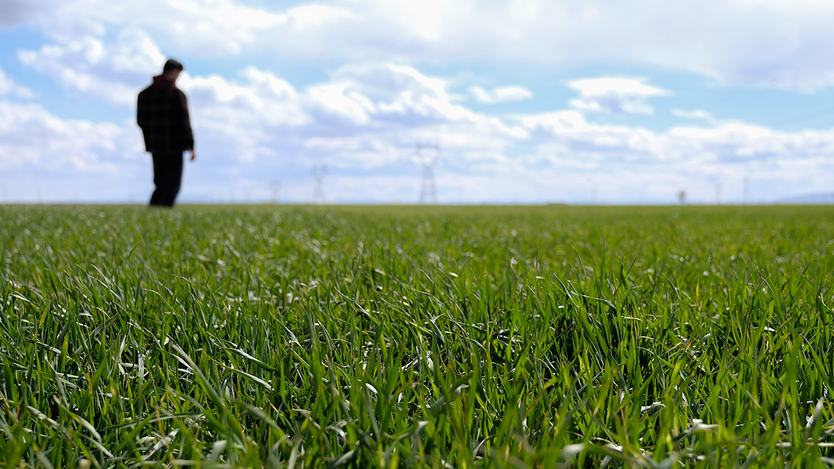 Konya Ovası'nda yağışlar tarlalara olumlu yansıdı