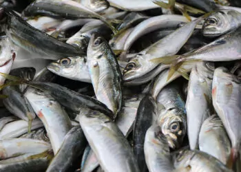 Küresel ısınma nedeniyle avlanan balık miktarı azaldı