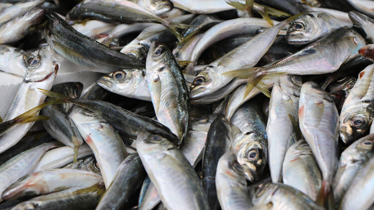 Küresel ısınma nedeniyle avlanan balık miktarı azaldı
