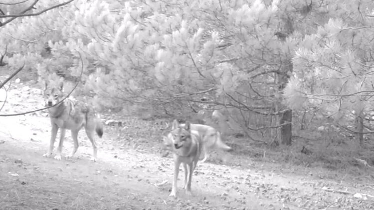 Kurt sürüsü fotokapanla ilk kez görüntülendi