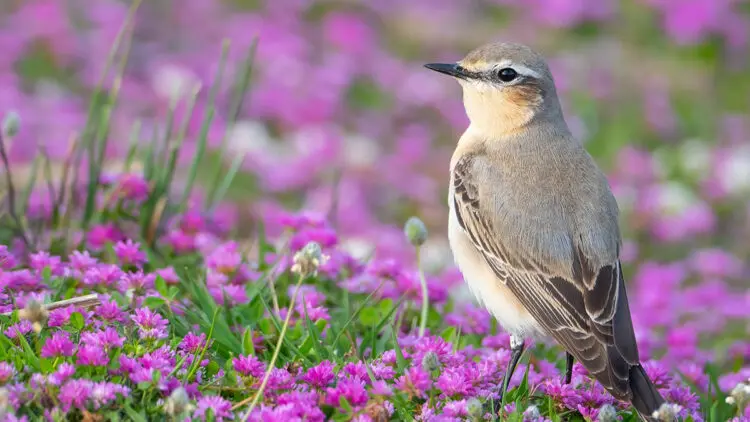 Kuş göçünde 3 günde 130 tür görüntülendi