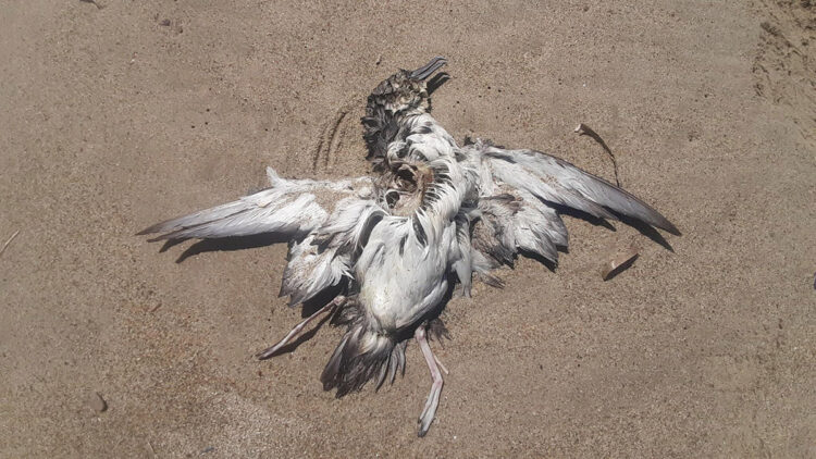 Kuşadası Sahili'nde 24 yelkovan kuşu ölü bulundu