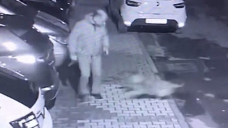 Maltepe'de başıboş köpekler mahallelinin kabusu oldu