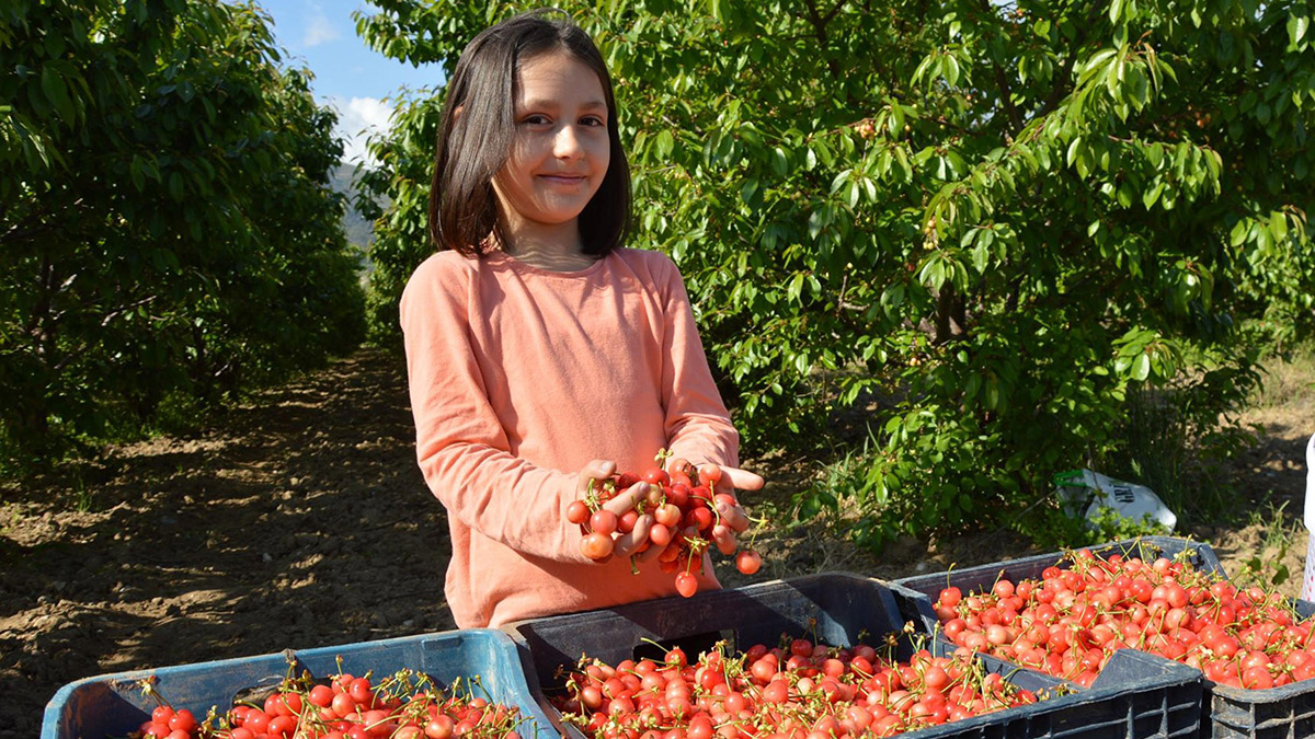 Manisa'da sezonun ilk kirazı 800 TL'den satıldı