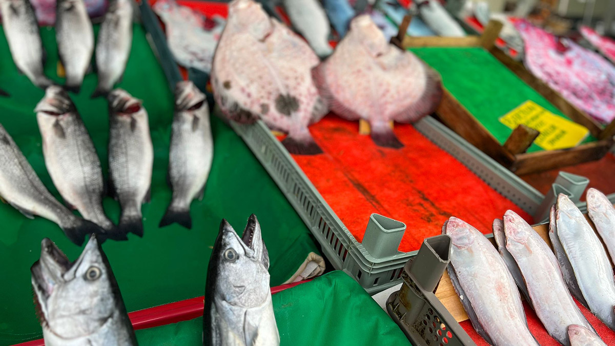 Marmara Denizi'nde balık türü azalıyor