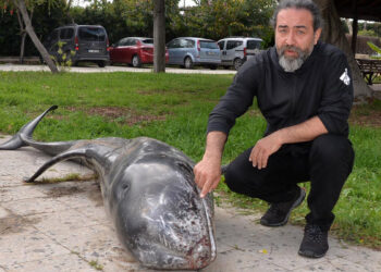 Mersin'de kıyıya ölü boz yunus vurdu