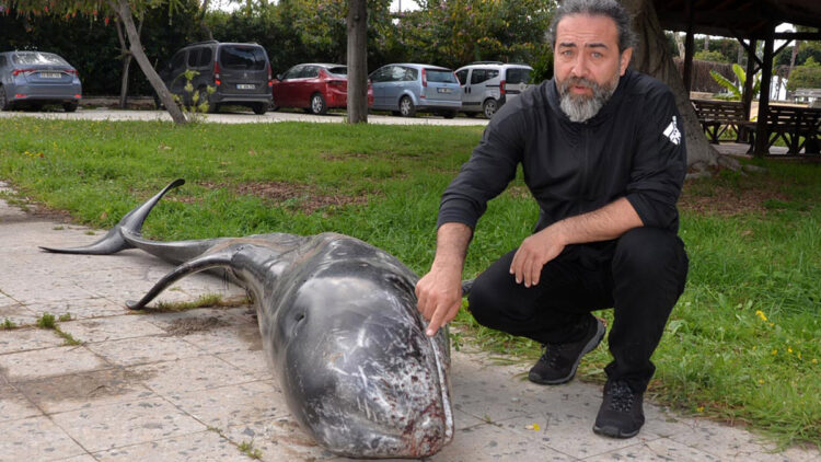 Mersin'de kıyıya ölü boz yunus vurdu