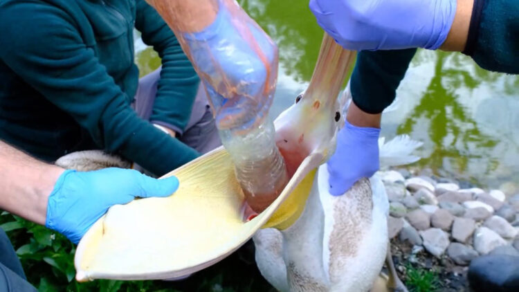 Pelikanın midesinden pet şişe çıktı