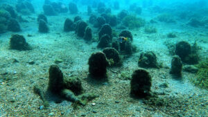 Pina, müsilaj oluşumunu engelliyor