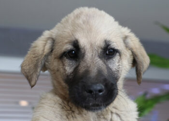 'Proteo' adı verilen köpek, TBB'nin yeni bekçisi