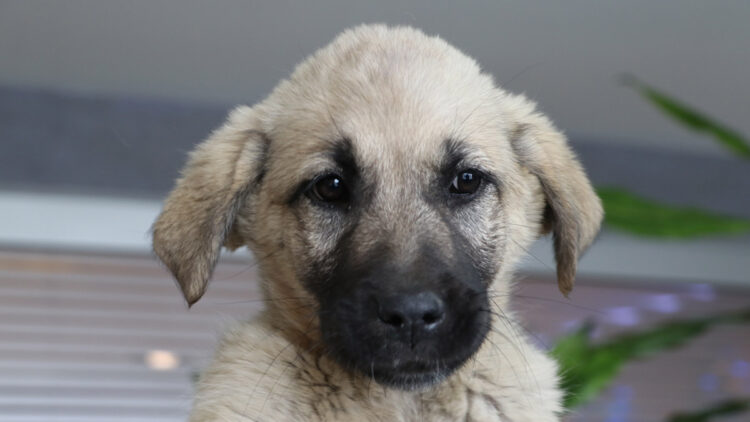 'Proteo' adı verilen köpek, TBB'nin yeni bekçisi